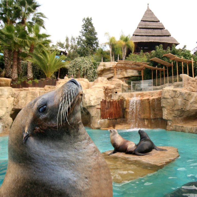 Sea lions at Mundomar
